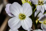 Cardamine pratensis