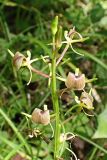 Liparis japonica. Верхушка соцветия. Хабаровский край, окр. г. Комсомольск-на-Амуре, широколиственный лес. 14.07.2025.