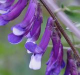 Vicia varia