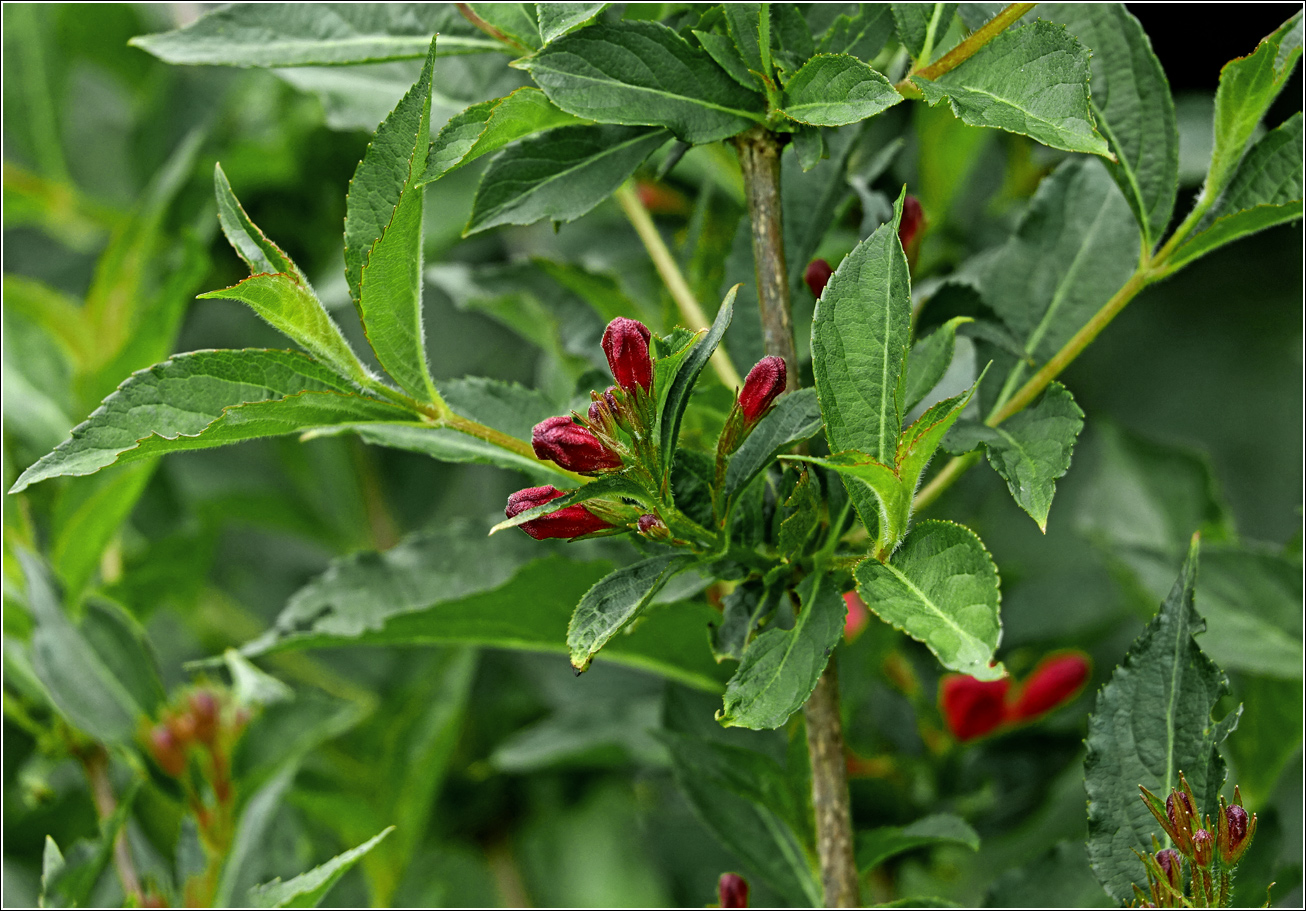 Image of Weigela hybrida specimen.