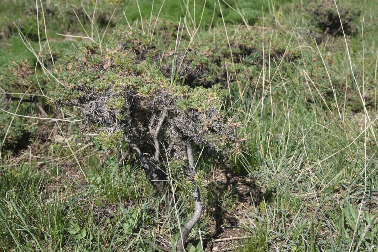Изображение особи род Astragalus.