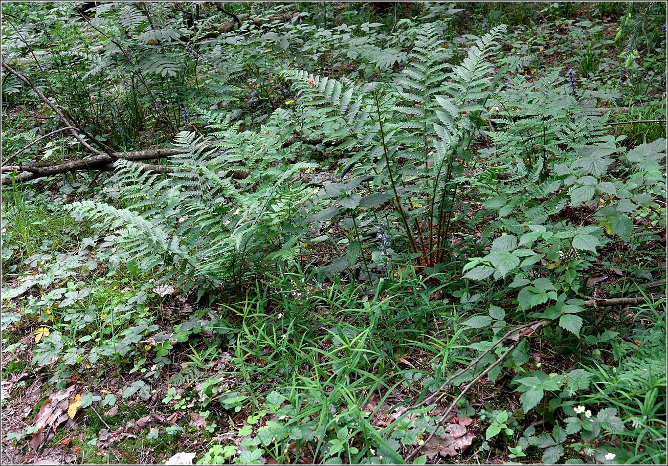 Image of Dryopteris filix-mas specimen.