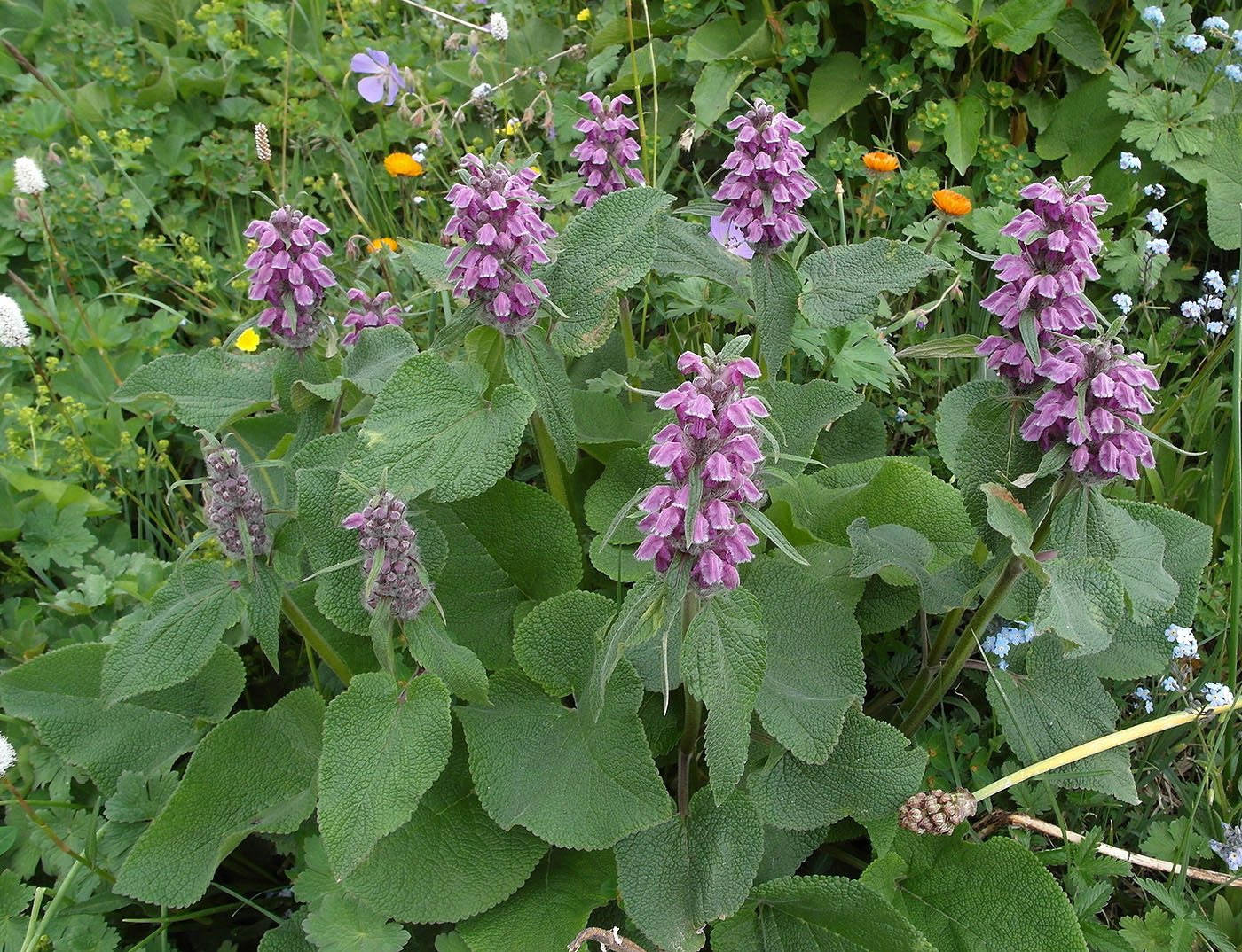 Image of Phlomoides oreophila specimen.