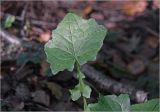 Mycelis muralis