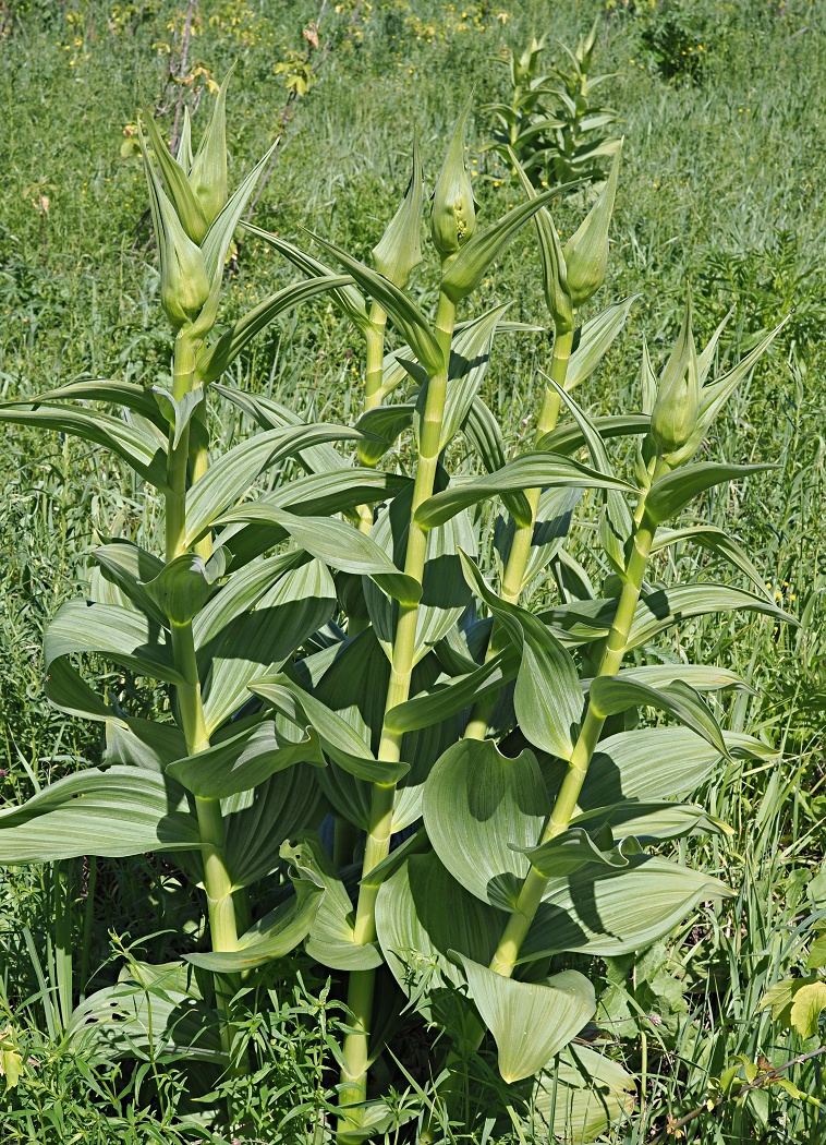 Изображение особи Veratrum lobelianum.