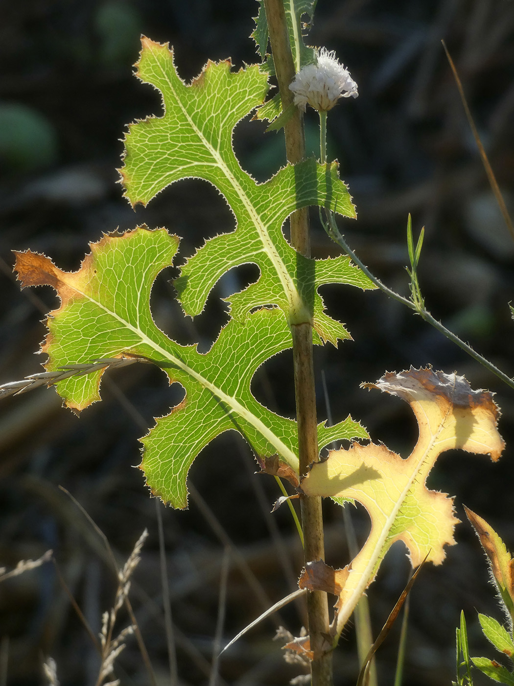 Image of Lactuca serriola specimen.