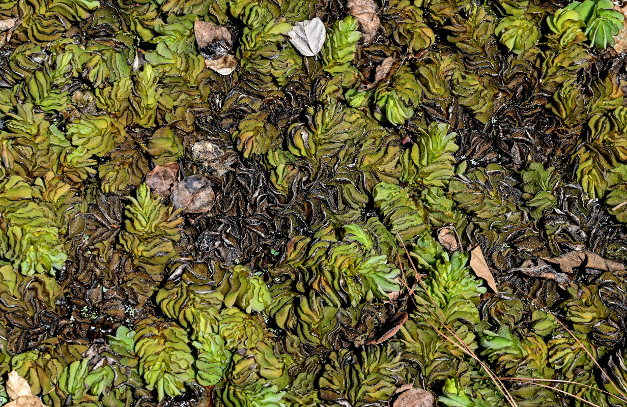 Image of Salvinia molesta specimen.