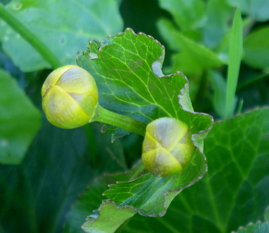 Image of Caltha palustris specimen.