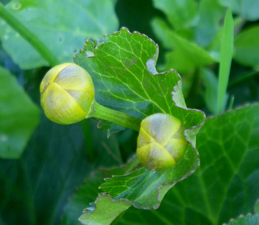 Изображение особи Caltha palustris.