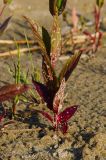 Epilobium adenocaulon. Нижняя часть побега (видна абаксиальная поверхность листьев) с песчинками, прилипшими к листьям и стеблю. Карелия, Медвежьегорский р-н, Повенецкое городское поселение, окр. СТ \"Пигматка\", берег Повенецкого залива Онежского озера, песчаный пляж. 28 июля 2025 г.