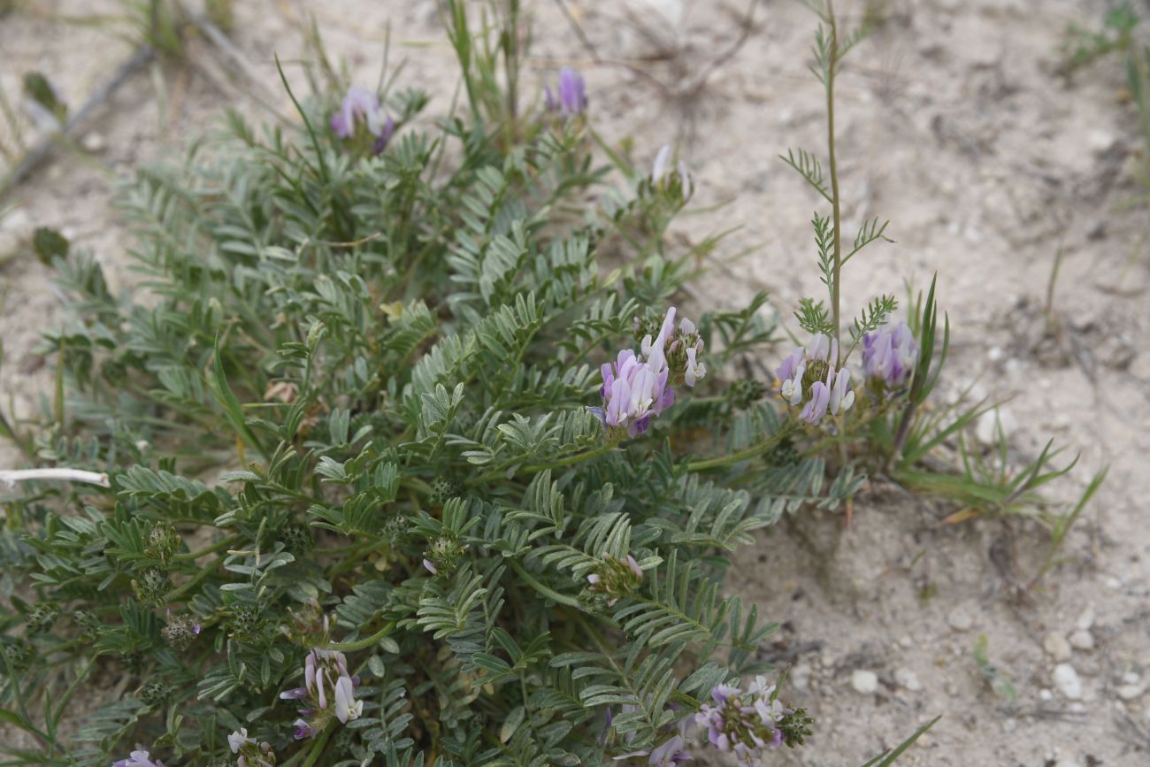 Image of genus Astragalus specimen.