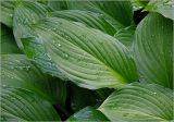 Hosta albomarginata