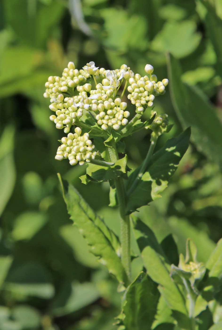 Изображение особи Cardaria draba.