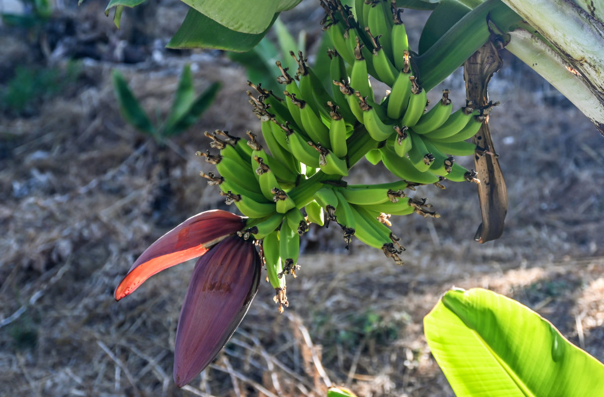 Изображение особи Musa acuminata.