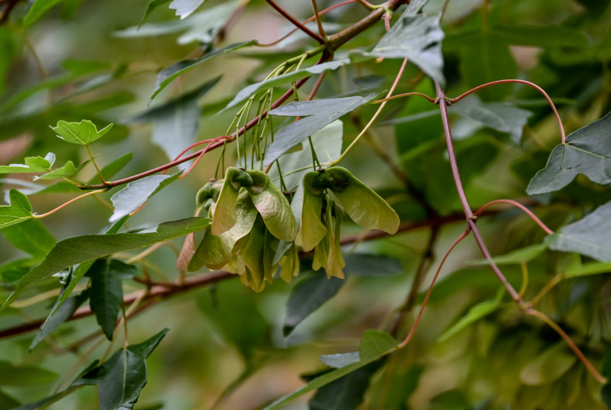 Изображение особи род Acer.