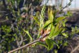 Padus avium. Верхушка побега с соцветием в стадии бутонизации. Свердловская обл., окр. г. Североуральск, дачный участок. 24.06.2023.