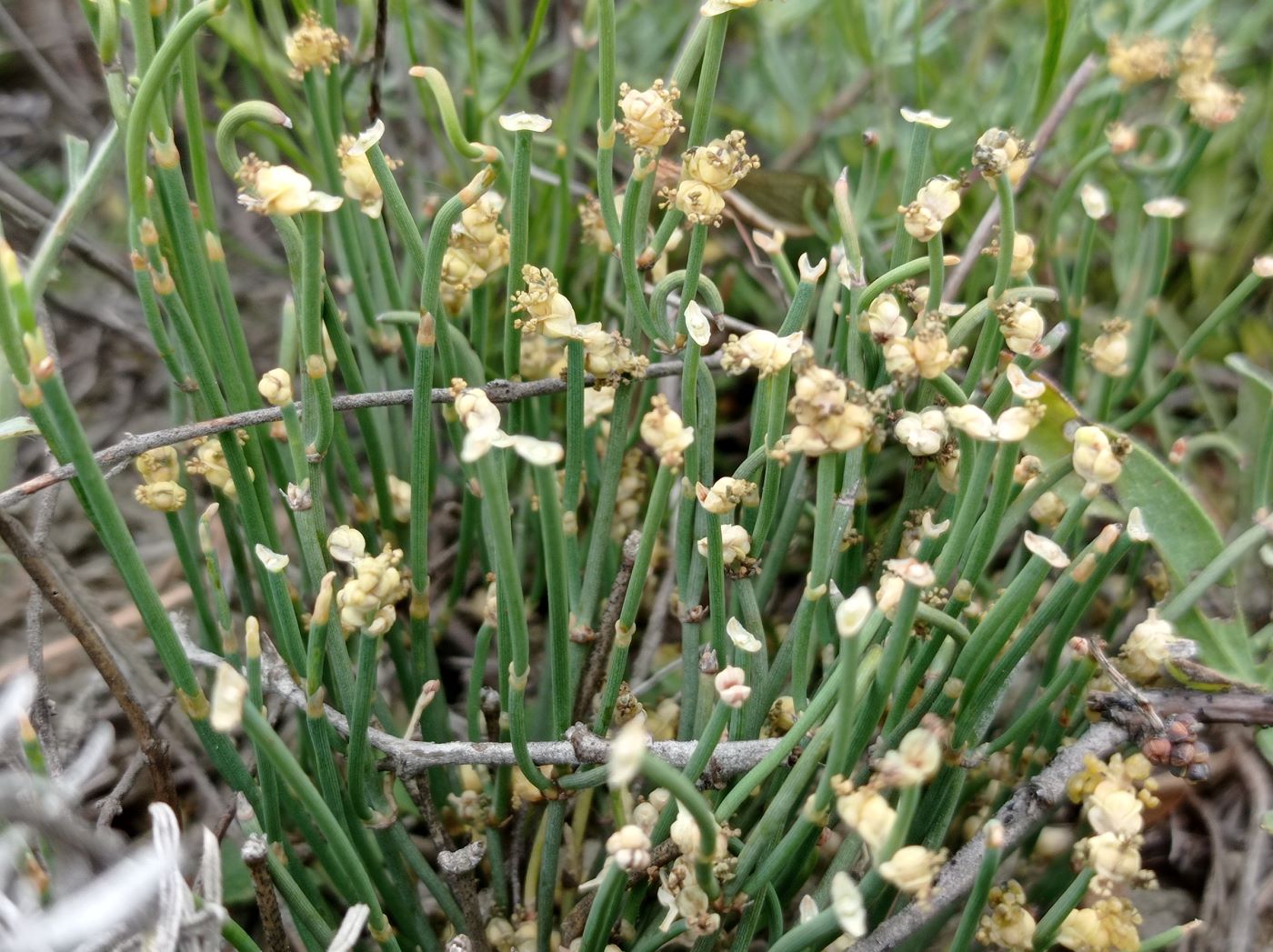 Image of Ephedra distachya specimen.