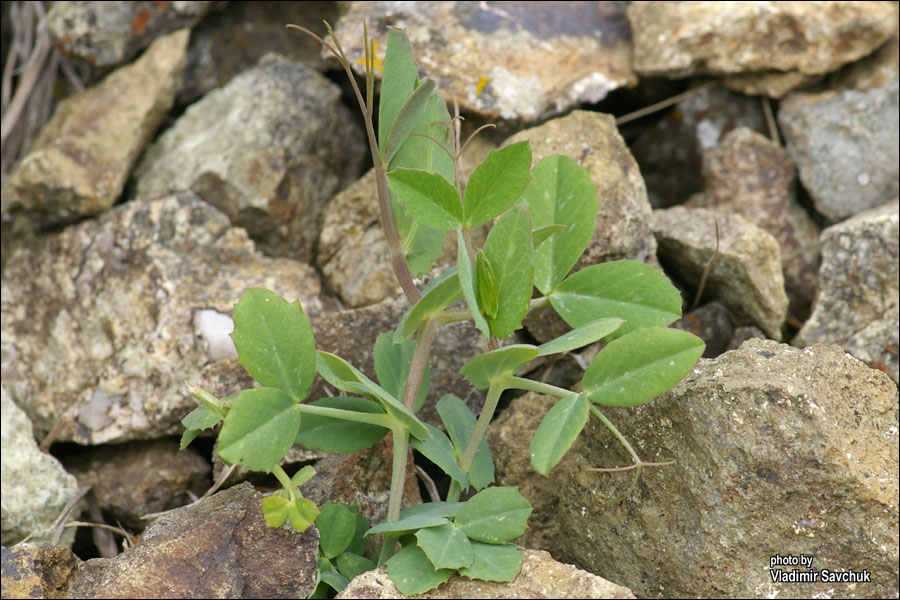 Image of Pisum elatius specimen.