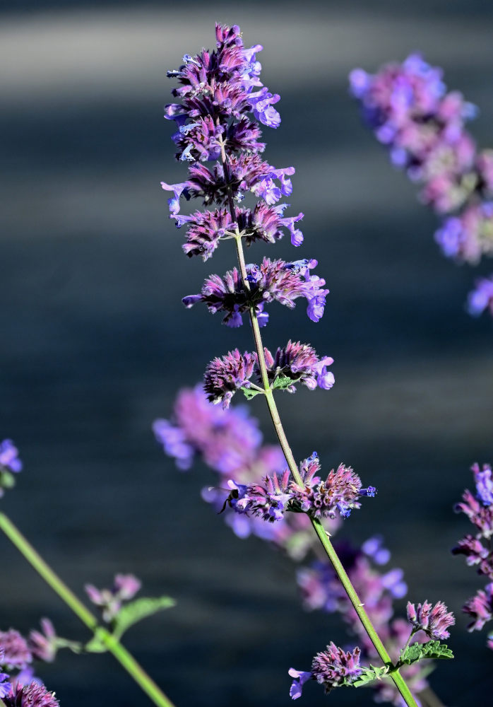 Image of Nepeta grandiflora specimen.