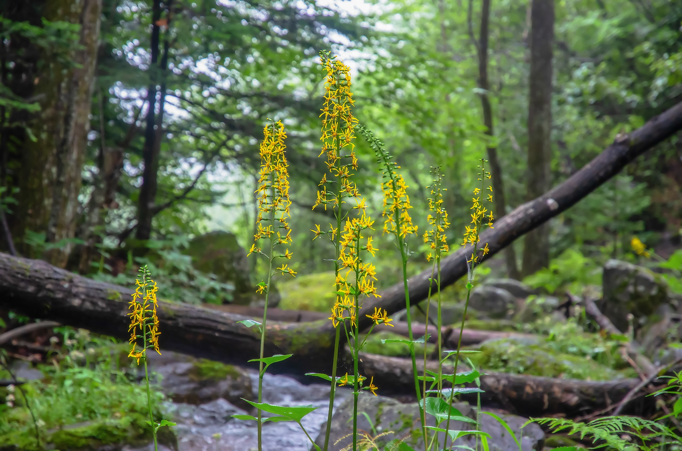 Изображение особи Ligularia fischeri.