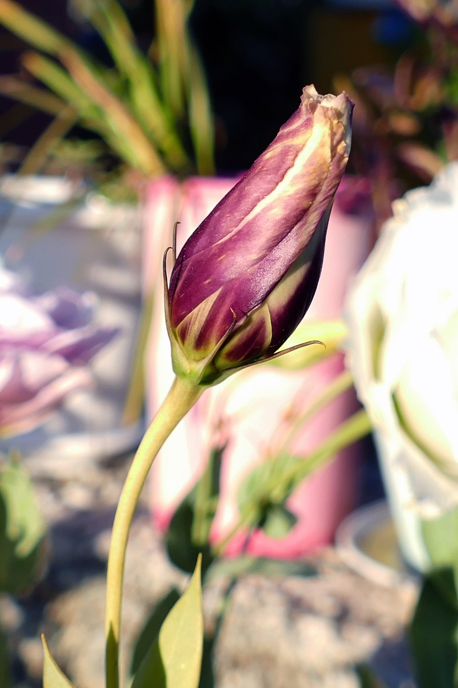 Изображение особи Eustoma grandiflorum.