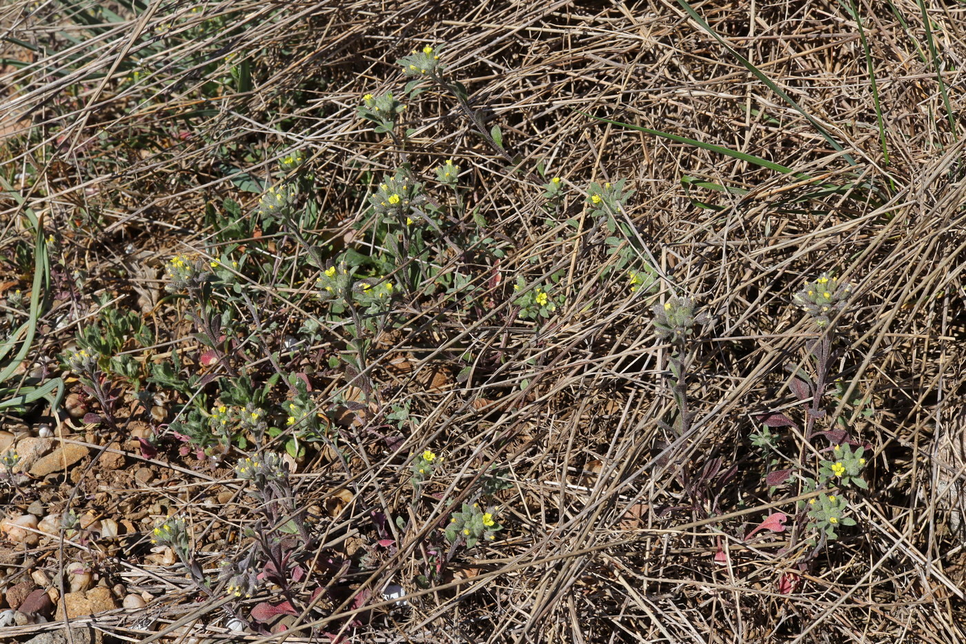 Image of Alyssum smyrnaeum specimen.