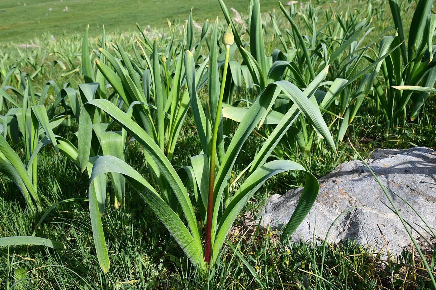 Изображение особи род Allium.