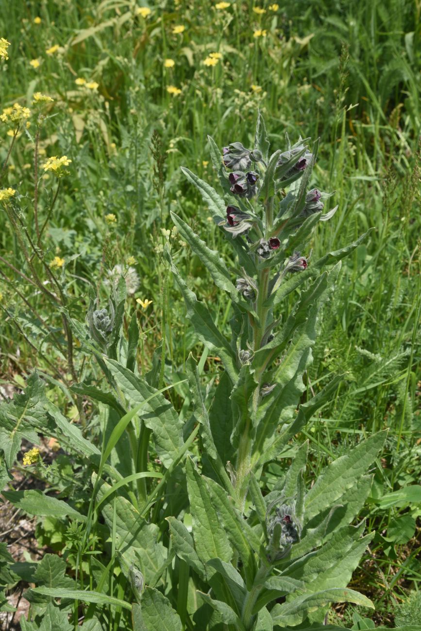 Image of Unknown species specimen.