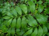 Polygonatum hirtum. Листья. Крым, Кировский р-н, Агармышский лес, влажный тенистый склон с сочащейся из грунта водой, возле грунтовой дороги. 03.05.2025.