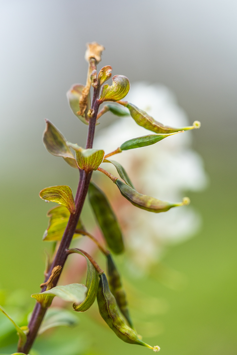 Image of genus Corydalis specimen.