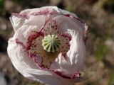 Papaver somniferum. Цветок. ЛНР, г. Северодонецк, заброшенная придомовая территория. 22.05.2026.