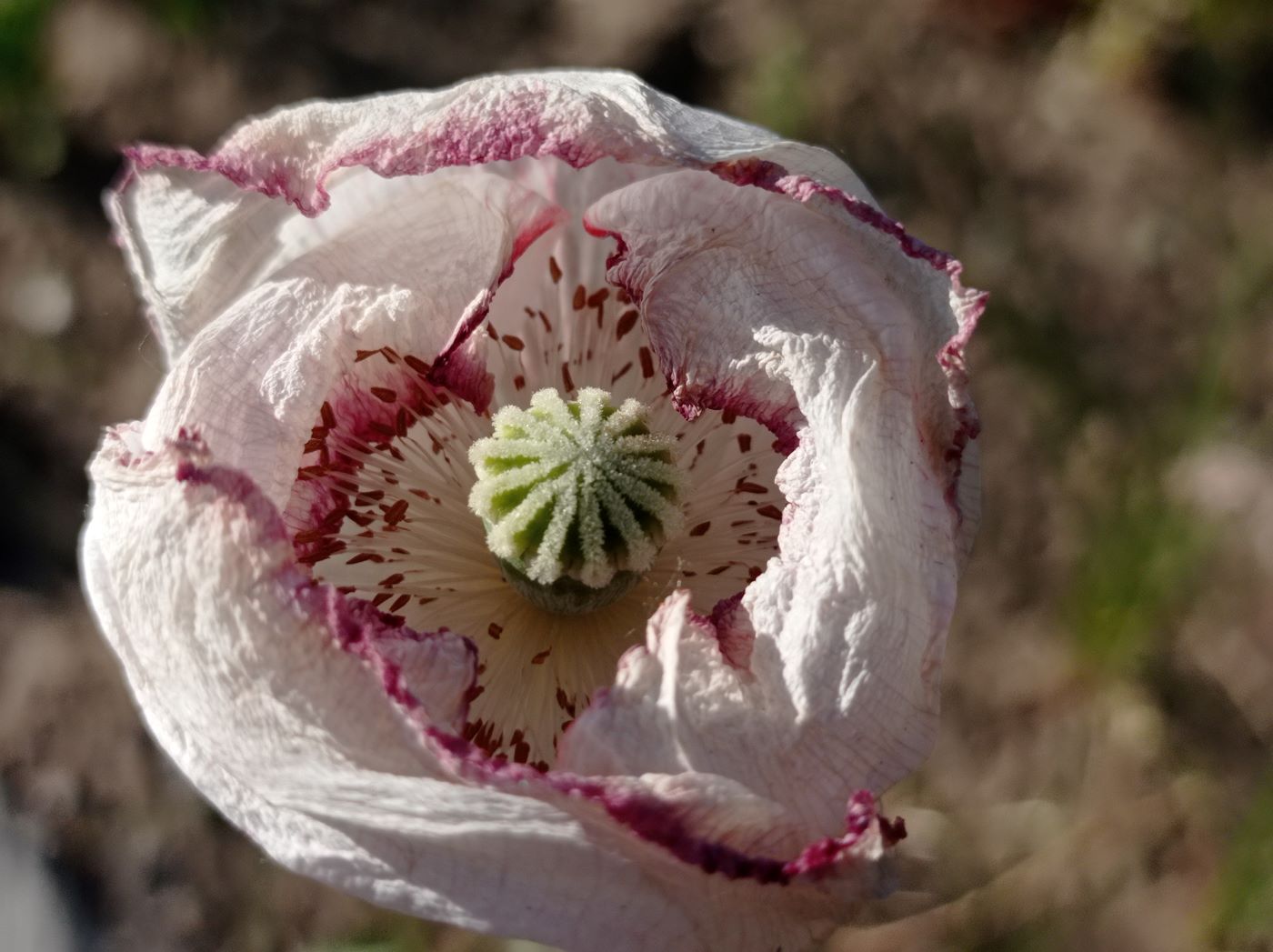 Image of Papaver somniferum specimen.
