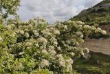 Pyracantha coccinea. Цветущие ветви. Крым, Севастополь, Инкерман, г. Монастырская. 31.05.2026.