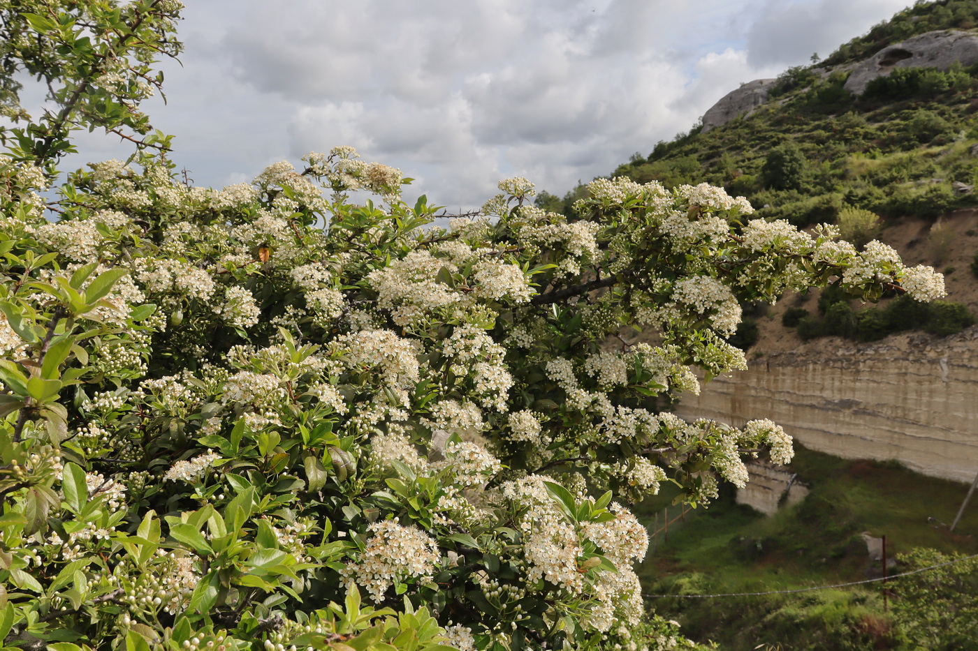 Image of Pyracantha coccinea specimen.