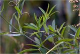 Lathyrus pratensis. Верхушки побегов. Московская обл., Раменский р-н, окр. дер. Хрипань, садовый участок. 16.06.2026.