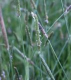 familia Poaceae