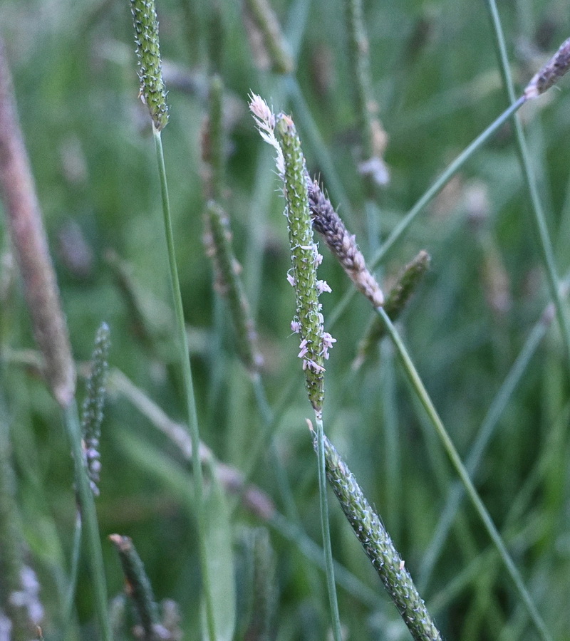 Image of genus Alopecurus specimen.