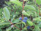 Lonicera caerulea. Часть ветви с соплодиями. Болгария, гора Рила, по туристической тропе между хижиной Рибни Езера и местностью Тиха Рила, среди разреженных кустарниковых сообществ можжевельника и Pinus mugo. 31 июля 2024 г.