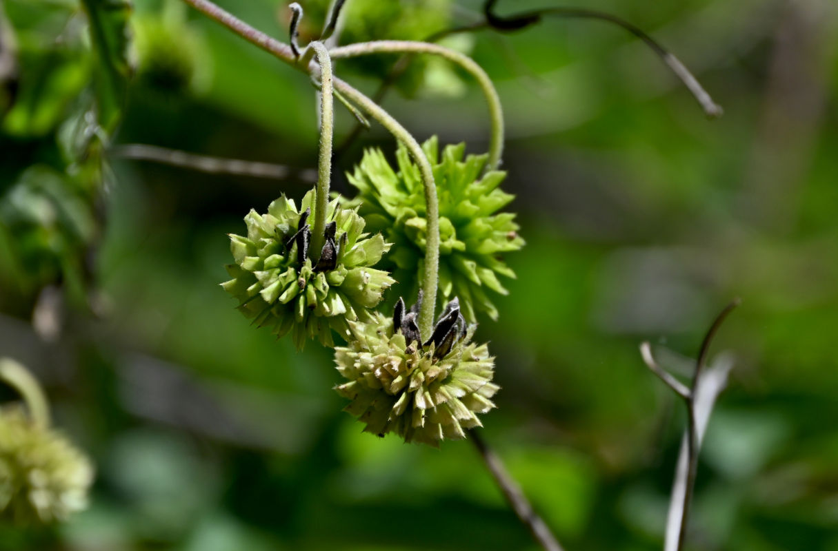 Image of Montanoa bipinnatifida specimen.