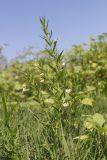 Gratiola officinalis. Цветущее растение. Крым, Бахчисарай, берег вдхр. Эгиз-Оба. 03.08.2026.