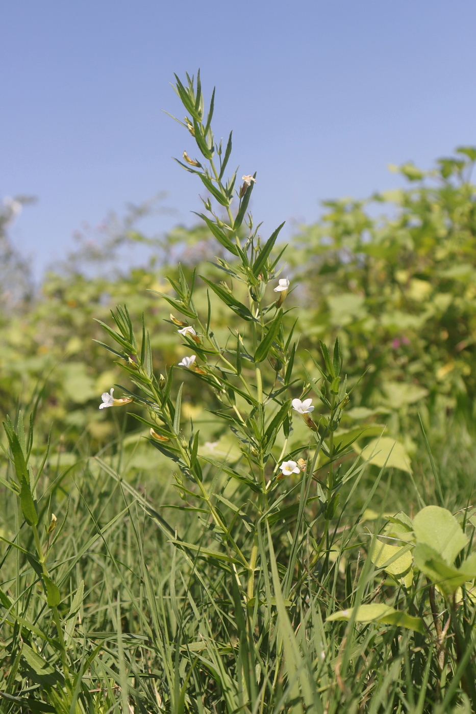 Image of Gratiola officinalis specimen.