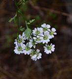 Pyrethrum parthenifolium