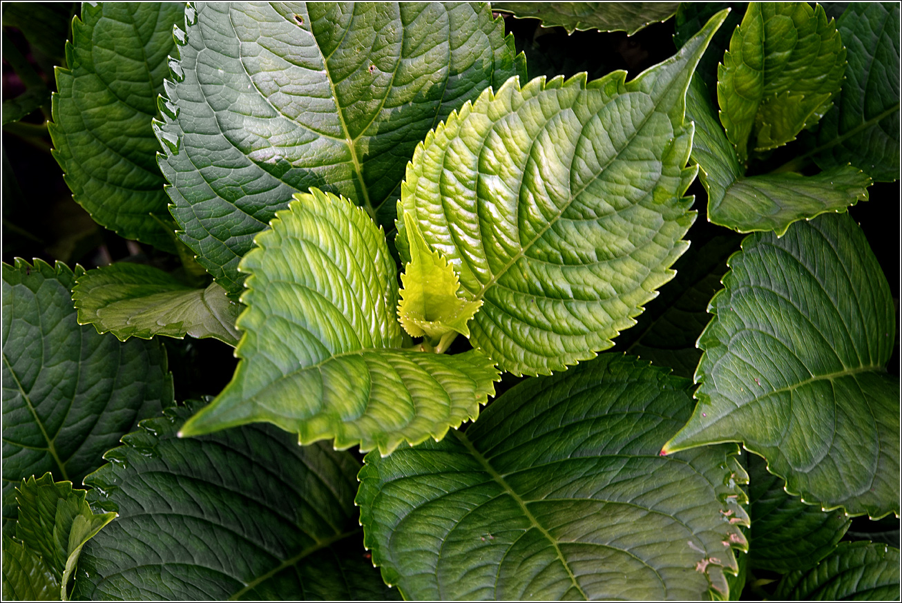 Image of Hydrangea macrophylla specimen.
