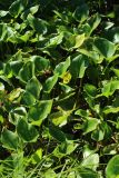 Calla palustris. Листья (некоторые - с повреждениями). Беларусь, Витебская обл., пос. Езерище, опушка сырого черноольшаника, осоковое кочкарное болото с Carex appropinquata, в заросшей дренажной канаве. 13.07.2026.