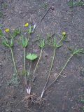 Ranunculus monophyllus