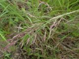 Calamagrostis purpurea. Верхушка побега с соцветием. Хабаровский край, г. Комсомольск-на-Амуре, образовавшийся при строительстве дороги техногенный водоём. 25.06.2026.