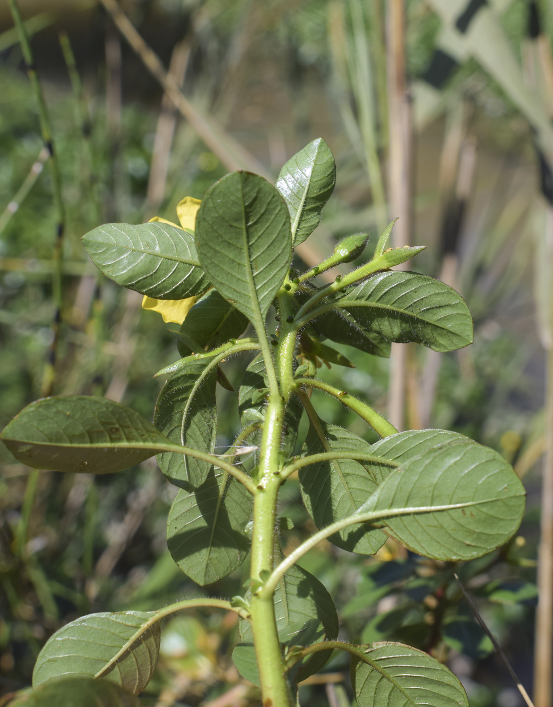 Изображение особи Ludwigia peploides.