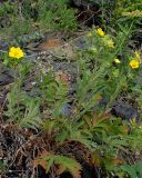 Potentilla acervata. Цветущее растение. Хабаровский край, Комсомольский р-н, с. Верхняя Эконь, берег р. Амур, на скальном грунте. 07.07.2026.