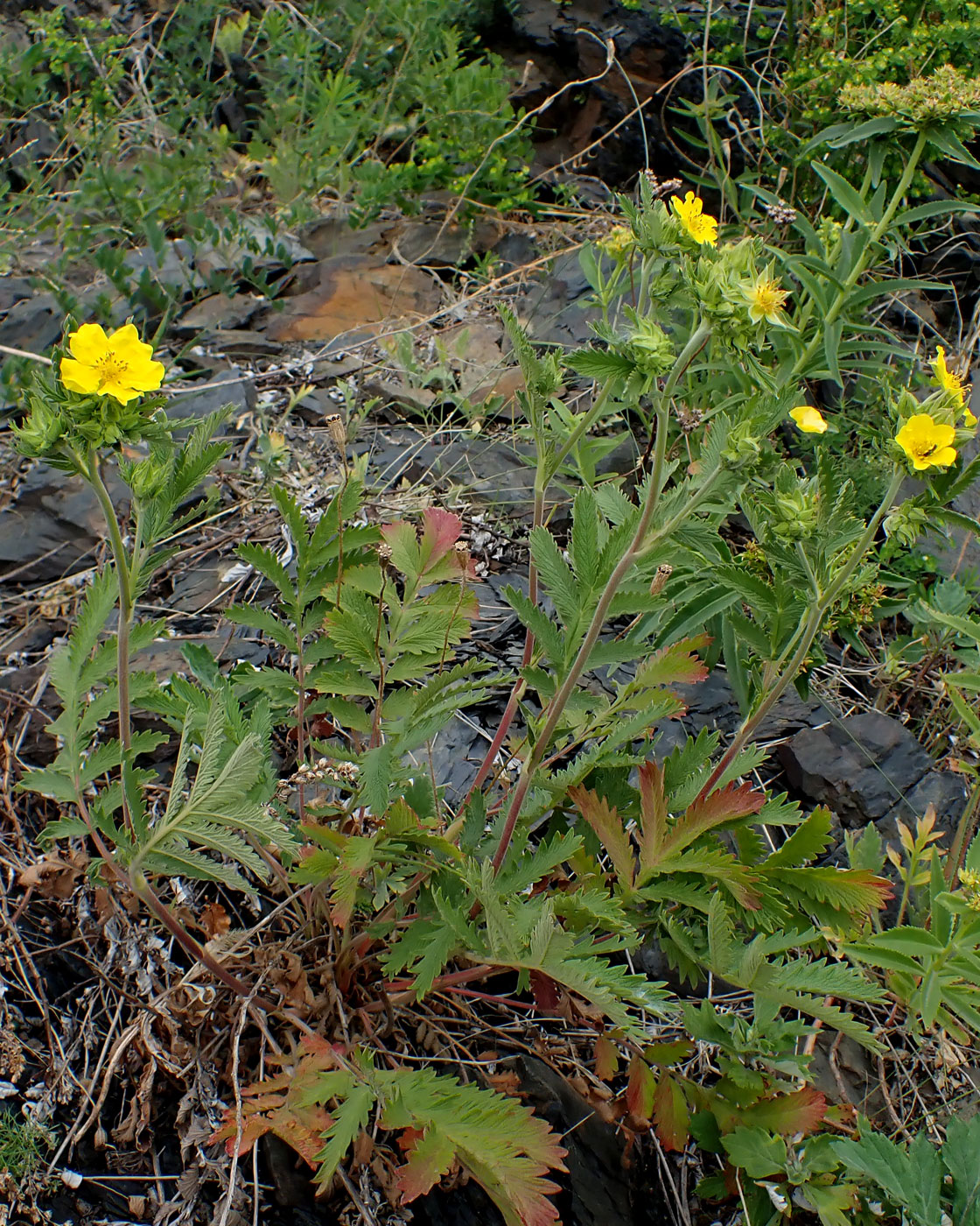 Image of Potentilla acervata specimen.