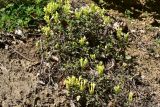 Scutellaria orientalis